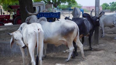 Hindistan 'ın kırsal kesimindeki mandıra çiftliğinde inekler.