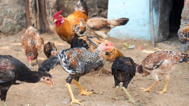 Hindistandaki tavuk çiftliğinde tavuk ve horoz. Hint horozu