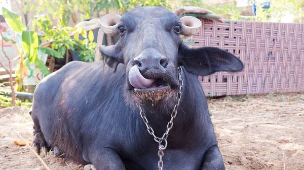 Water buffalo seated in farm, face close up. Black indian water buffalo