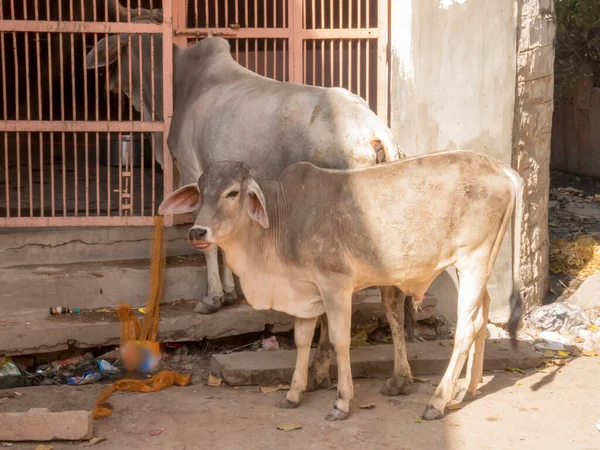Cow outside house gate on Indian Rural Village Street in india.