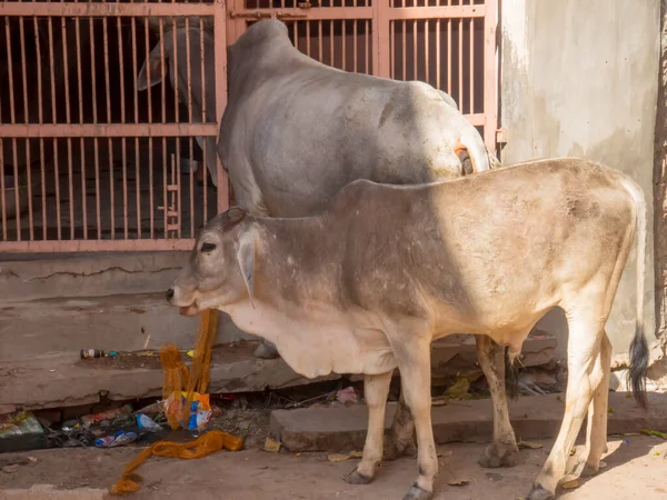 Cow outside house gate on Indian Rural Village Street in india.
