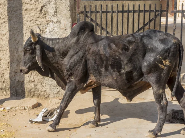 Black Bull Cow outside house gate on Indian Rural Village Street in india.