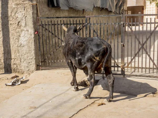 Black Bull Cow outside house gate on Indian Rural Village Street in india.