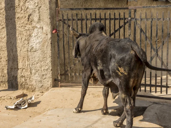 Black Bull Cow outside house gate on Indian Rural Village Street in india.