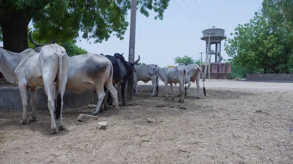 Vaches Dans Une Ferme Laitière Campagne Village Rural Inde — Photo
