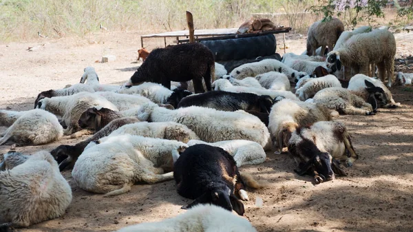 Herd of sheep sleeping, resting in Indian Small sheep Farm. Group of sheep in countryside rural village sheep farm in india.