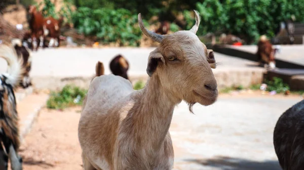 Ziege Indischer Kleinziegenfarm Ziege Auf Dem Land Dorf Ziegenmilchfarm Indien — Stockfoto