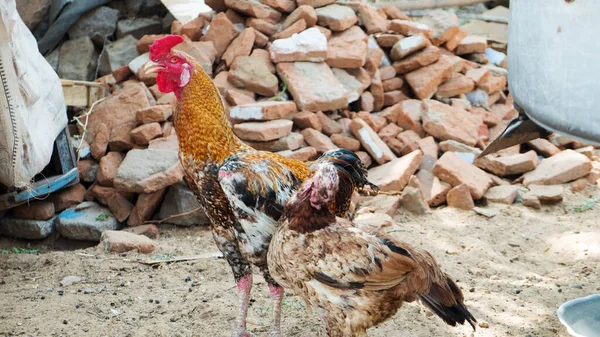 rooster hen and chicken in hen poultry farm in india. Indian rooster