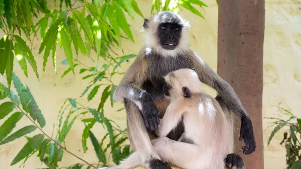 Langur Grey Monkey Stillzeit Fütterung Baby Langoor Monkey — Stockfoto
