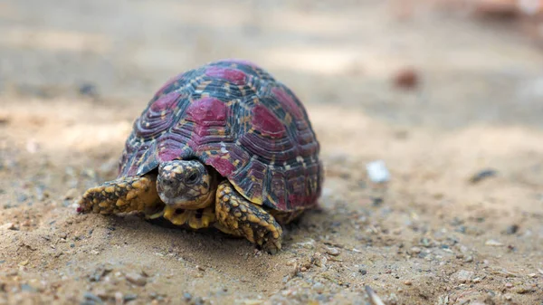 Молодая Черепаха Прячется Скорлупе Индийская Черепаха Крупным Планом — стоковое фото