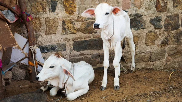 Μοσχάρια Δεμένα Σχοινί Μικρό Γαλακτοκομικό Αγρόκτημα Στην Ινδία Εικόνα Αρχείου
