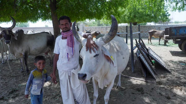 Bhinmal Rajasthan 2017 Indian Rural Village Farmer His Cattle Cow — 스톡 사진