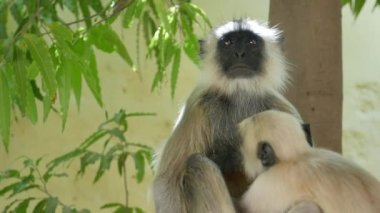 Gri Langur maymunu emziriyor, dişi maymunu besliyor..
