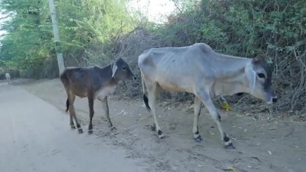 Две Коровы Теленок Ходить Играть Сельской Деревне Индии — стоковое видео