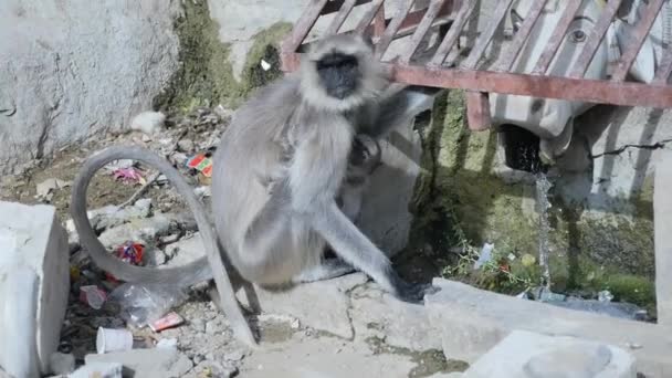 Macaco Langur Cinza Sedento Com Pau Macaco Bebê Sua Barriga — Vídeo de Stock