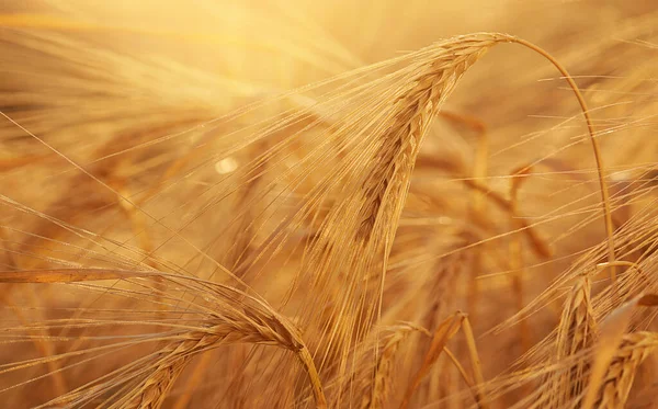 Buğday tarlası. Sarı buğday kulakları güneş ışığının arka planında. Zengin hasat kavramı.