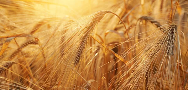 Buğday tarlası. Sarı buğday kulakları güneş ışığının arka planında. Zengin hasat kavramı.