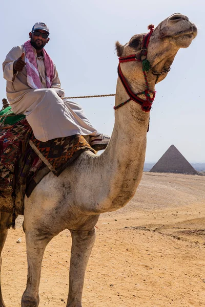 Египетские Верблюды Высокое Качество Фото — стоковое фото