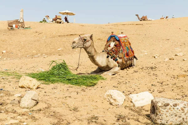 Camelos Egípcios Foto Alta Qualidade — Fotografia de Stock