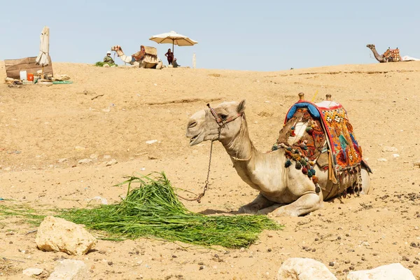 Camelos Egípcios Foto Alta Qualidade — Fotografia de Stock