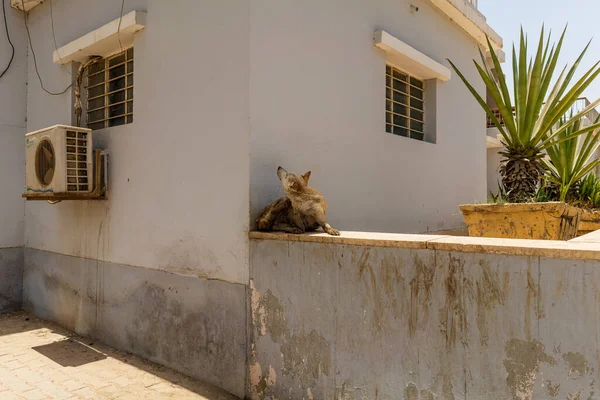 Başıboş Köpek Mısır. Yüksek Kalite Fotoğraf