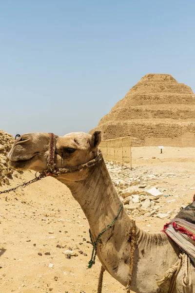 Саккара Египет Высокое Качество Фото — стоковое фото