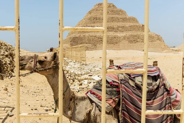 Saqqara Egypte Photo Haute Qualité — Photo