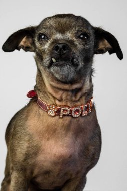 Evcil Köpek. Yüksek Kalite Fotoğraf