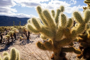 Joshua Tree Lisesi kaliteli fotoğraf