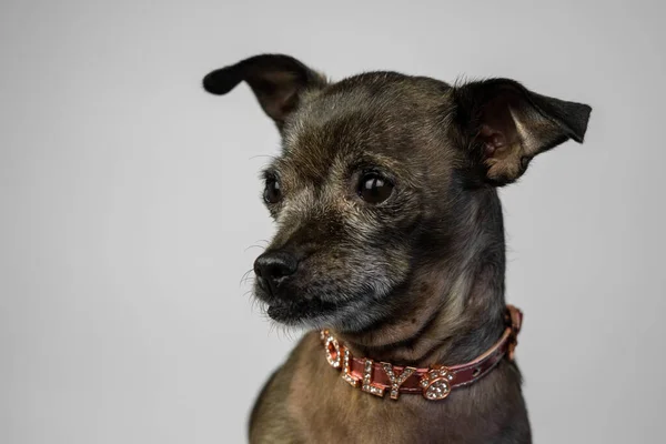 Evcil Köpek. Yüksek Kalite Fotoğraf