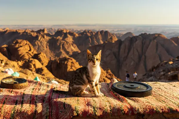 Sinai Cat Foto Alta Qualidade — Fotografia de Stock