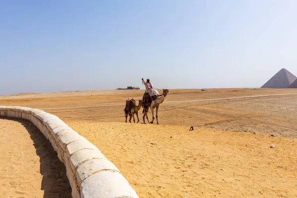 Camelos Egípcios Foto Alta Qualidade — Fotografia de Stock