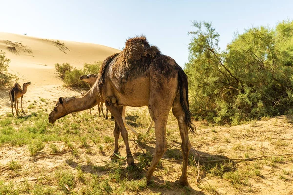 Camelos Egípcios Foto Alta Qualidade — Fotografia de Stock