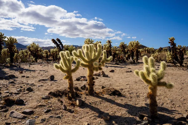 Joshua Tree Lisesi kaliteli fotoğraf