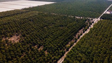 Oxnard California ABD. Yüksek kalite fotoğraf