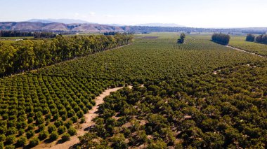 Oxnard California ABD. Yüksek kalite fotoğraf