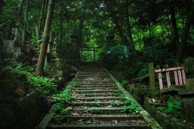 Kyoto dağlarının derinliklerindeki bambu ormanında çok eski bir tapınak..