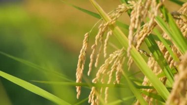 Sonbaharda pirinç tarlaları, hasat öncesi altın pirinç.