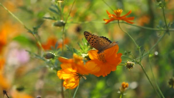 Πεταλούδες Που Πετούν Γύρω Από Σύμπαν Της Κιμπάνα Φθινόπωρο — Αρχείο Βίντεο