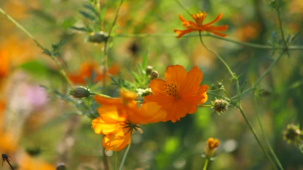 Laranja Kibana Cosmos Floresceu Lindamente Outono — Vídeo de Stock