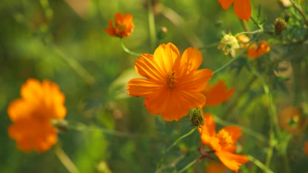 Πορτοκαλί Kibana Cosmos Άνθισε Όμορφα Φθινόπωρο — Αρχείο Βίντεο