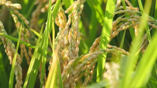 Ρύζι Χωράφια Φθινόπωρο Χρυσό Ρύζι Λίγο Πριν Συγκομιδή — Αρχείο Βίντεο