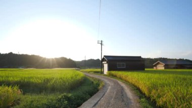 Bir sonbahar akşamı, pirinç dolu bir tarla ve düz bir yol..