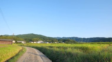 Sonbaharda alacakaranlıkta pirinç tarlaları, pirinç hasadı ve tek yol