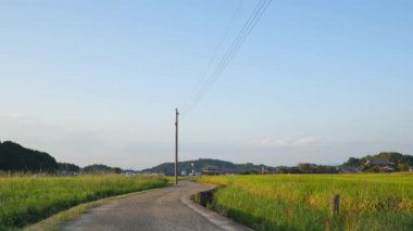 Sonbaharda alacakaranlıkta pirinç tarlaları, pirinç hasadı ve tek yol