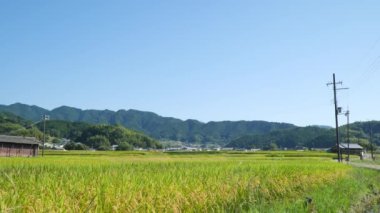 Sonbahar, hasat öncesi iyi yetiştirilmiş pirinç..