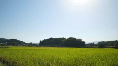 Sonbahar, hasat öncesi iyi yetiştirilmiş pirinç..