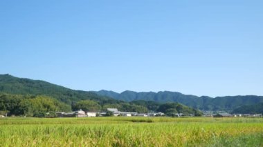 Sonbahar, hasat öncesi iyi yetiştirilmiş pirinç..