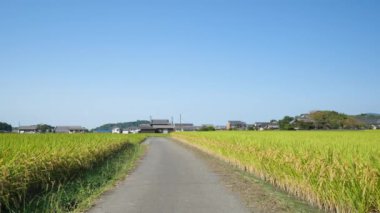 Sonbaharda alacakaranlıkta pirinç tarlaları, pirinç hasadı ve tek yol