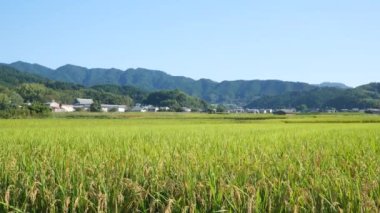 Sonbahar, hasat öncesi iyi yetiştirilmiş pirinç..